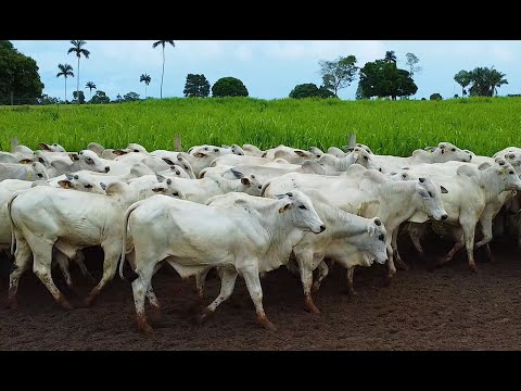 LOTE A02 - 110 GARROTES NELORE 362 Kg