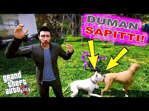 DUMAN DİŞİ PİTBULL GÖRÜNCE SAPITTI! - GTA 5 FARUK'UN HAYATI