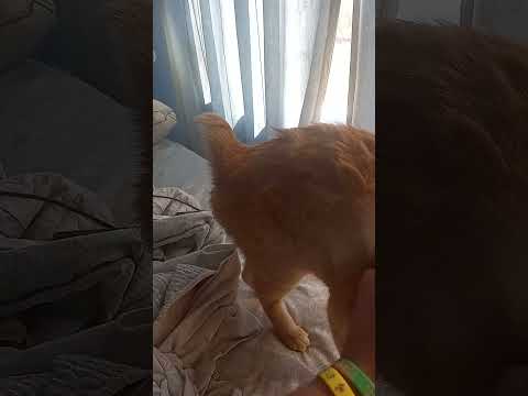 petting Dylan the Gray cat and tiger the orange hair cat in 30.6 seconds tonight #1581