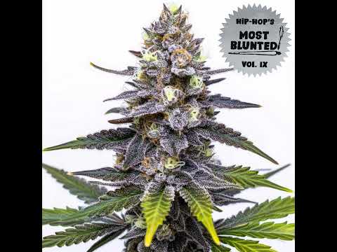 08 Evil Ed ft  Jehst   Weed