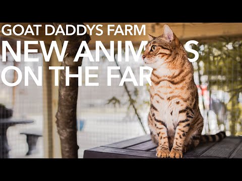 Outdoor Bengal Cat Enclosure: WE GOT TIGERS, sorta