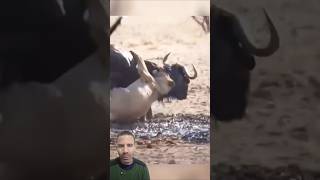 Gnu Desatento é Capturado Pela Leoa em Segundos! 🦬🦁😱