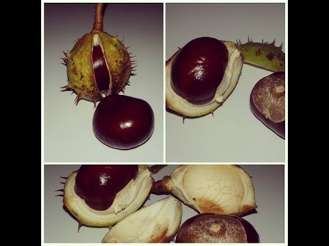 VLOG: Каштаны и народная примета