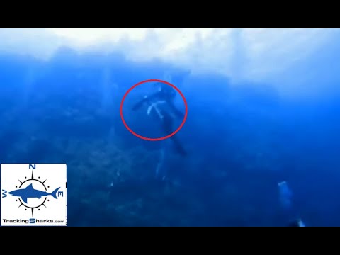 Brothers Island, Egypt: Oceanic Whitetip behaviour