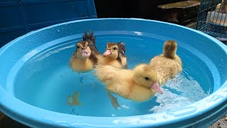 Bebek Bebek Lucu Melompat