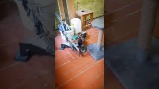 Котята даром в ростове на дону