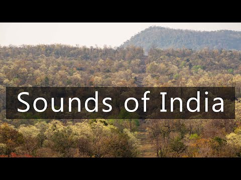 Sounds of India - Lazy morning in the forest