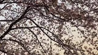 夕陽🌇の桜🌸