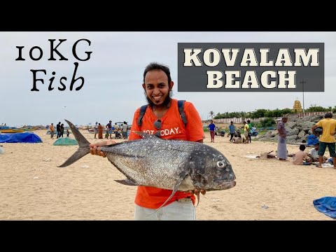 10 Kg Fish cutting | Kovalam Beach(Chennai) | தேங்காய் பாறை