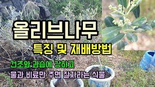 올리브나무 키우기-올리브나무 노지에 옮겨 심기 올리브나무 특징 및 재배방법 올리브나무에 꽃이 피고있습니다.