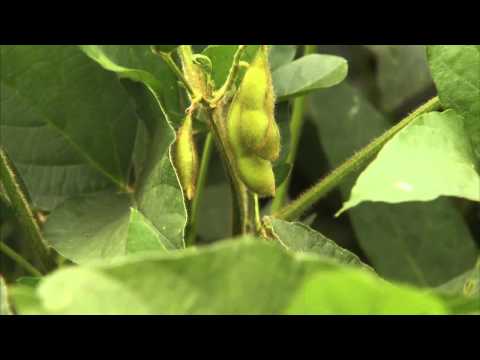 What are Soybeans? 