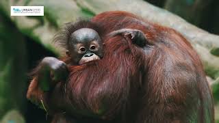 Download lagu Urban-LEDS II Pilot Project in Balikpapan City mp3