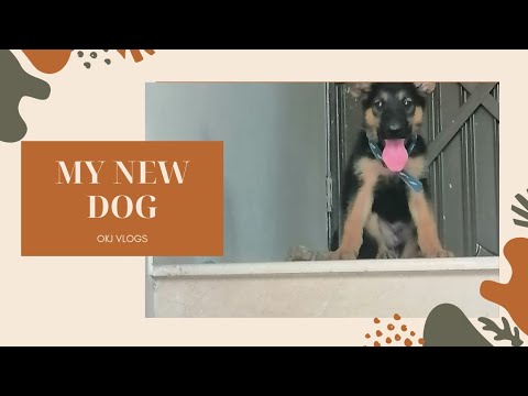 MY NEW DOG 🐕 | OKJ VLOGS |