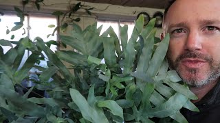 Blue Star Fern Rescue Update - Did it Survive?  ~ Phlebodium Aureum