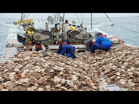 Amazing Fastest Catch Hundreds Tons of Scallops With Modern Big Boat - Amazing big catching on sea