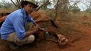 Ants Feast On Maggots | Eating Giants: Elephant