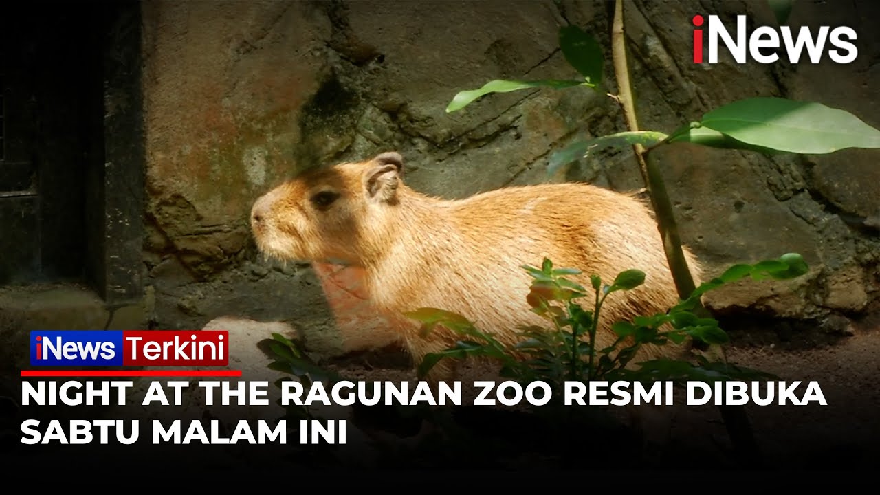 Night at the Ragunan Zoo: Pengalaman Wisata Malam Pertama di Jakarta | iNews Terkini
