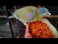 YELLOW FOOTED GREEN PIGEONS DETAILED VIDEO  (HERYAL)