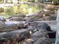 LA RÉUNION - CROCODILES DU NIL [www ...
