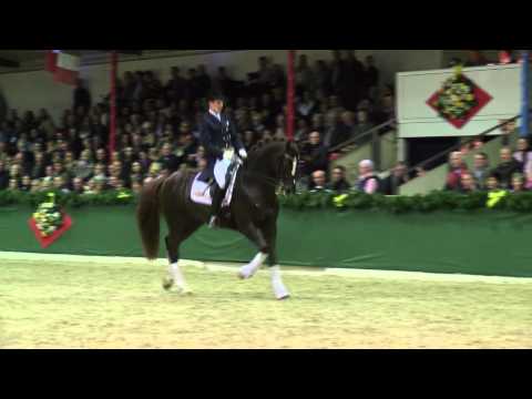 Floriscount by Florencio I - Donnerhall / Stallion Shw Vechta 2014 - Böckmann Pferde