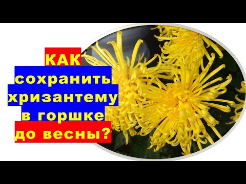 , title : 'Как сохранить до весны хризантему в горшке?'