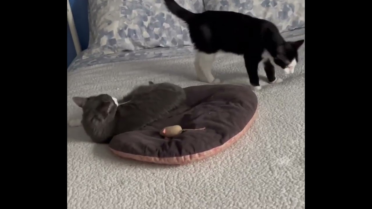 Enlarge Churu, a ADOPTABLE mixed breed in Elmhurst, IL video 6/6