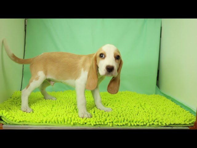 ブリーダー/ショップマロニエケンネル MARRONNIER KENNELのビーグルで番号が2534です