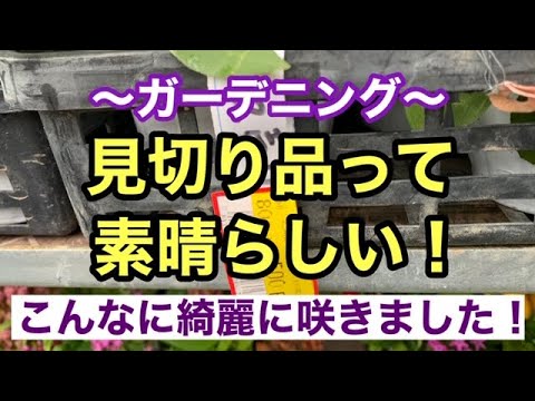 園芸 シャギータイム