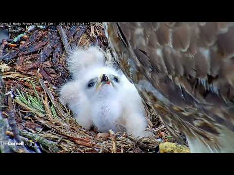 Second Red-tailed Hawk Chick Hatches! Big Red Feeds Siblings At #CornellHawks Nest – May 4, 2021