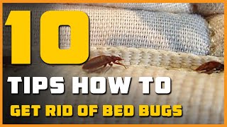 10 How to Get Rid of Bed Bugs