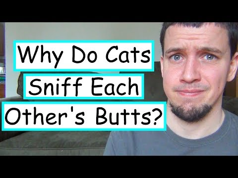 Why Do Cats Sniff Each Other's Butts?