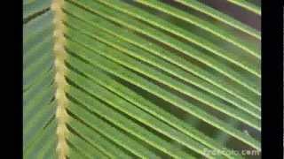 Chad Vangaalen - See-Thru Skin