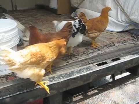 Restoring a Federal Armchair - Part 2 - Thomas Johnson Antique Furniture Restoration