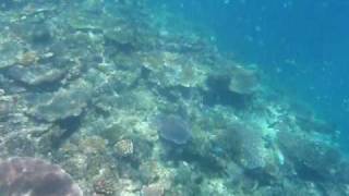 preview picture of video 'Castaway Island Resort, Fiji- Snorkeling'