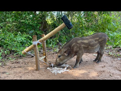 Amazing Quick Powerful Wild Pig Trap Make Using Big Hammer Working100% #animals