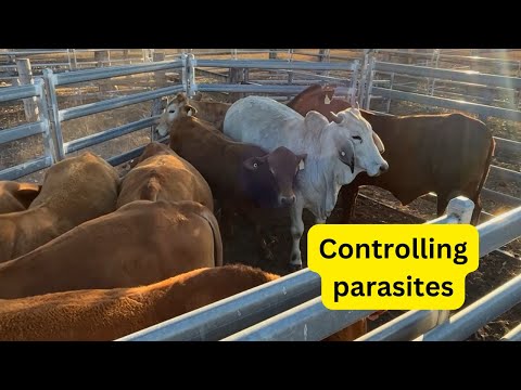 Drenching the cattle