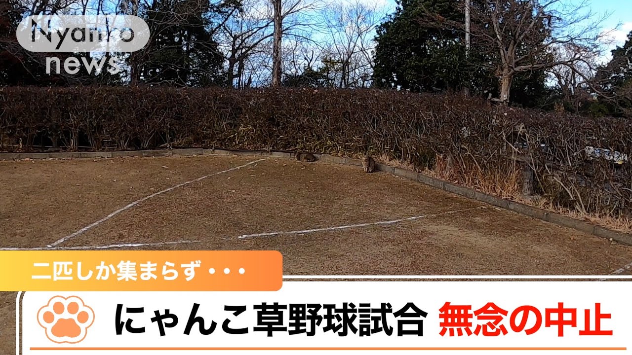 『にゃんこ草野球試合　二匹しか集まらず　無念の中止』