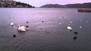 preview picture of video 'Swans and ducks at Kastoria lake, western Greece.'