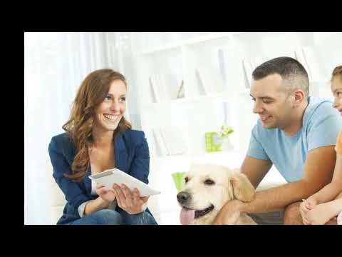 How Does Pet Insurance Work? (2022 Guide)