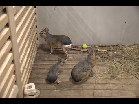 Angel Valley Farm Live Replay Part 2 🐐 Tiny Goat Nacho Stormy, Baby Capybara & More Adorable Animals