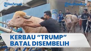 Kerbau 'Donald Trump' Batal Disembelih saat Idul Adha, Kini Dibawa ke Kebun Binatang