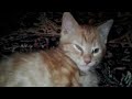 How Loudly Does YOUR Kitten Purr Skipper The Orange Tabby Kitten Had A Pretty Good Purr Here