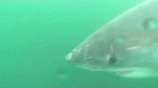 Counting sharks off California coast