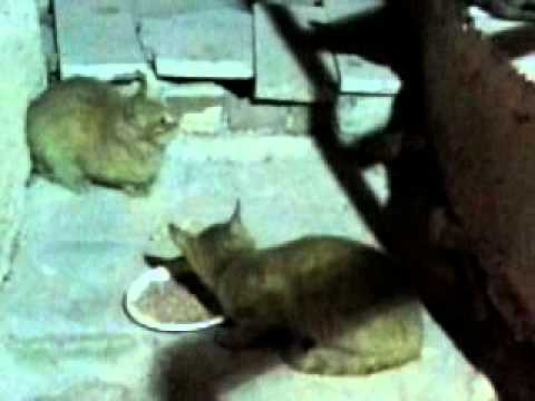 In the night struggling begins cats