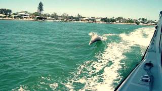 preview picture of video 'Baby Dolphin Learning to Jump in Mandurah'