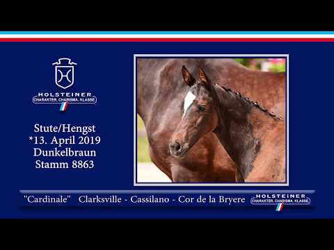 Holsteiner Elite-Fohlenauktion 2019 - Nr. 49 Cardinale v. Clarksville-Cassilano