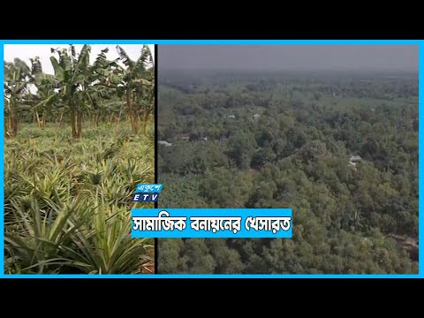 দেশীয় প্রজাতির বৃক্ষ হারিয়ে যাচ্ছে