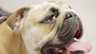 What&#39;s Causing This English Bulldog&#39;s Bloodshot Eye? | The Vet Life