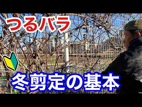  2022 年のバラの木の剪定時期はいつ?どうやって ？リーダーに従う ！  庭園