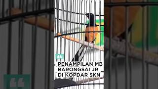Download lagu Beginilah Penampilan Murai Barongsai JR mp3 Download lagu Beginilah Penampilan Murai Barongsai JR mp3
